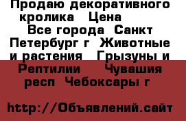 Продаю декоративного кролика › Цена ­ 500 - Все города, Санкт-Петербург г. Животные и растения » Грызуны и Рептилии   . Чувашия респ.,Чебоксары г.